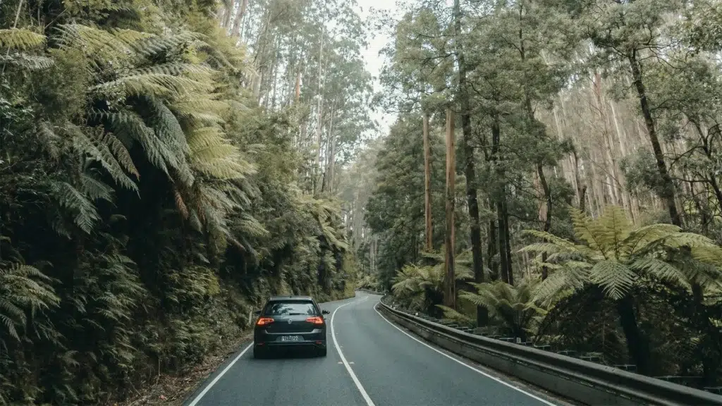Car driving along the fern-lined Black Spur road under towering trees in Victoria near Melbourne