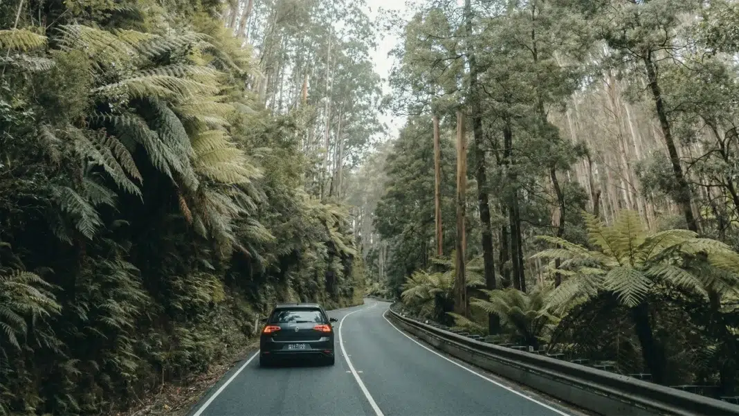 black-spur-fern-lined-road-melbourne-driving-route Car driving along the fern-lined Black Spur road under towering trees in Victoria near Melbourne