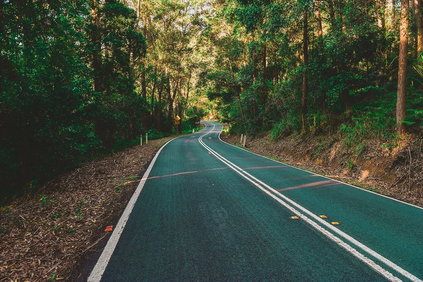 Winding rainforest road through Royal National Park on the Grand Pacific Drive near Sydney