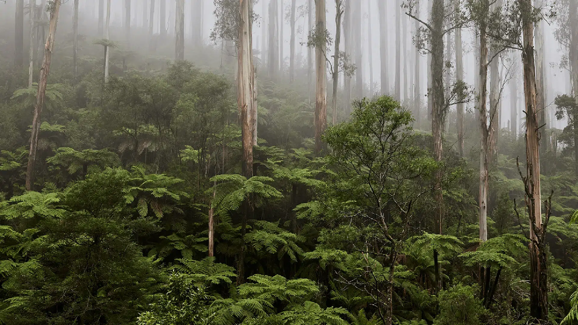 Misty forest scenery in the Yarra Ranges near Lake Mountain showcasing Victoria’s alpine environment
