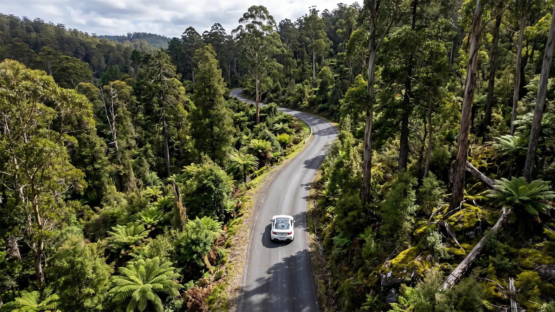Aerial drone view of a white Toyota GR86 driving through a lush Tasmanian rainforest road lined with tree ferns and eucalyptus