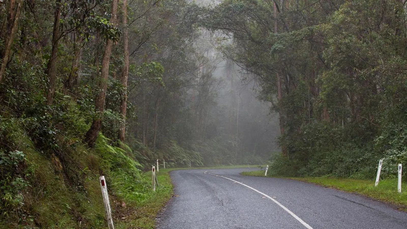 Misty morning conditions on Mount Nebo Road in the D'Aguilar Range