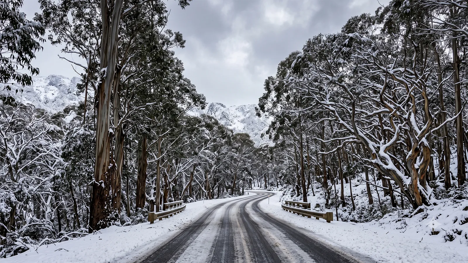 Snow-covered sealed road curving through snow-laden eucalypt trees on the Alpine Way with snow-capped peaks visible through the canopy