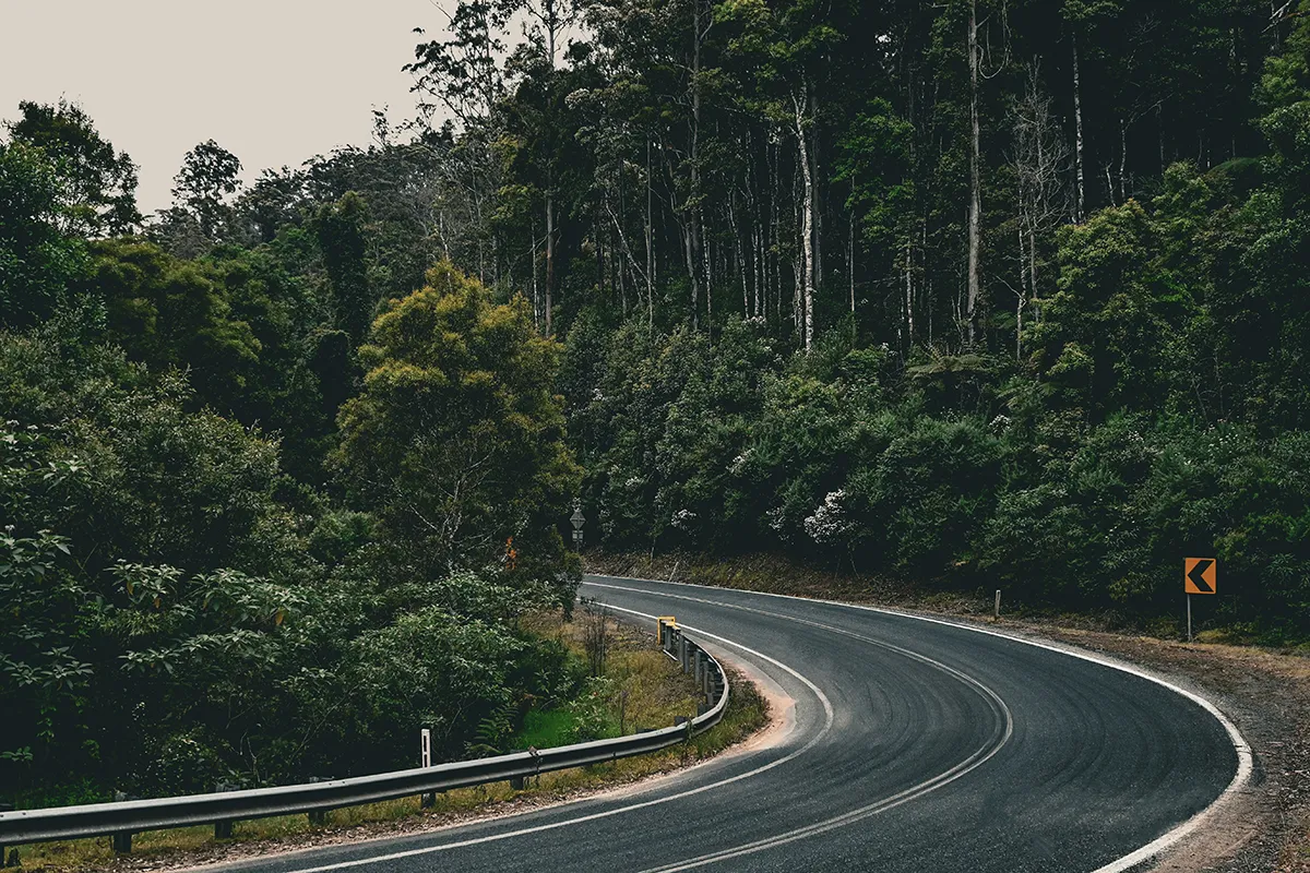 Empty two-lane road curving through dense forest with a guardrail and yellow chevron sign under overcast light