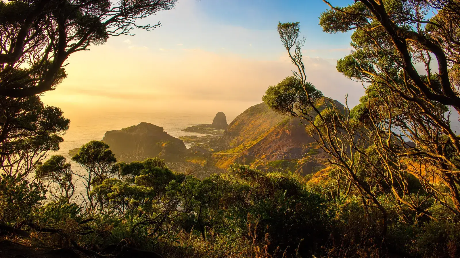 Dawn light over Pulpit Rock and the Cape Schanck coastline framed by coastal tea trees