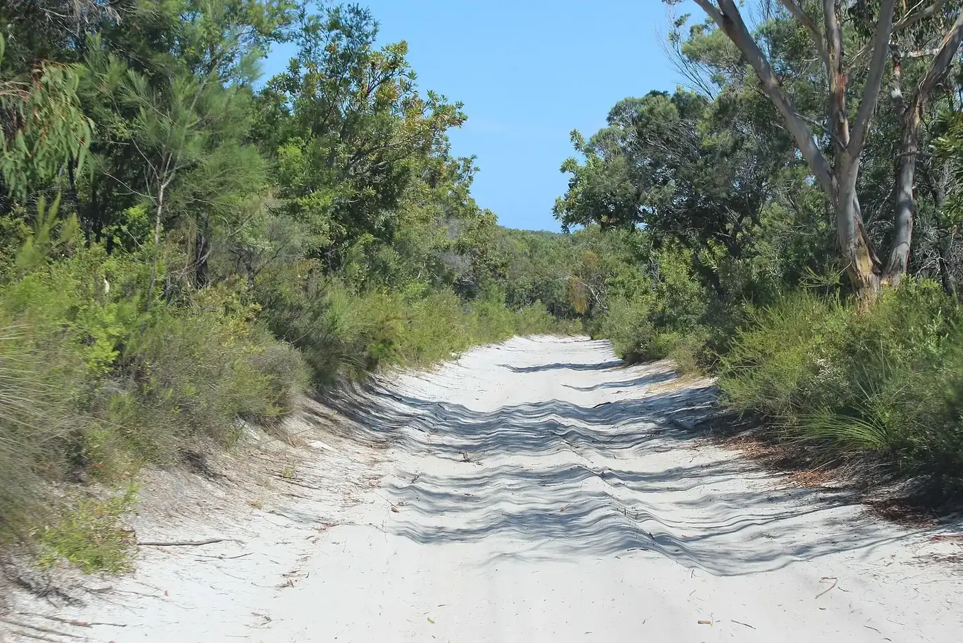 Rutted soft white-sand inland 4WD track through coastal scrub and eucalypts on K'gari