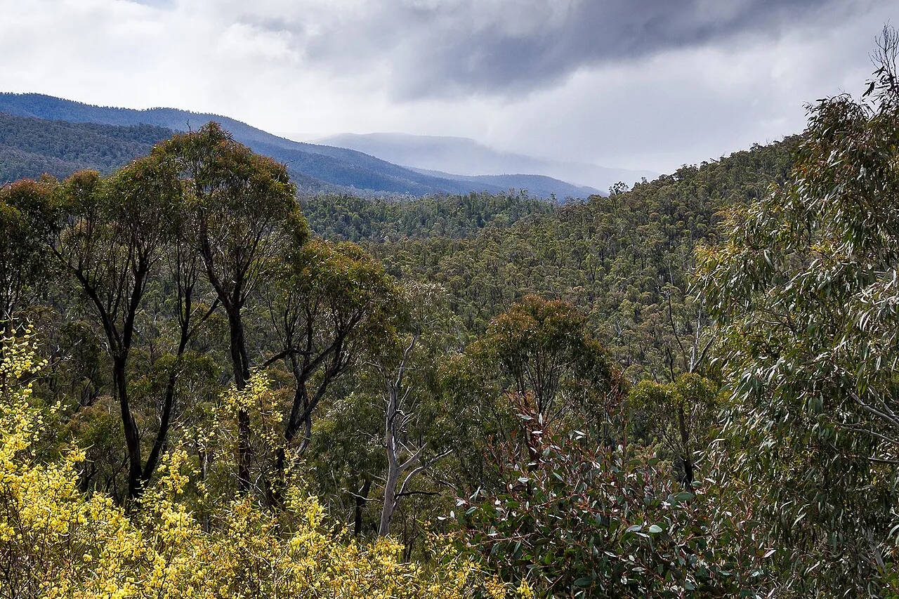 Forested ridges and flowering wattle under rain clouds beside the Omeo Highway near Anglers Rest