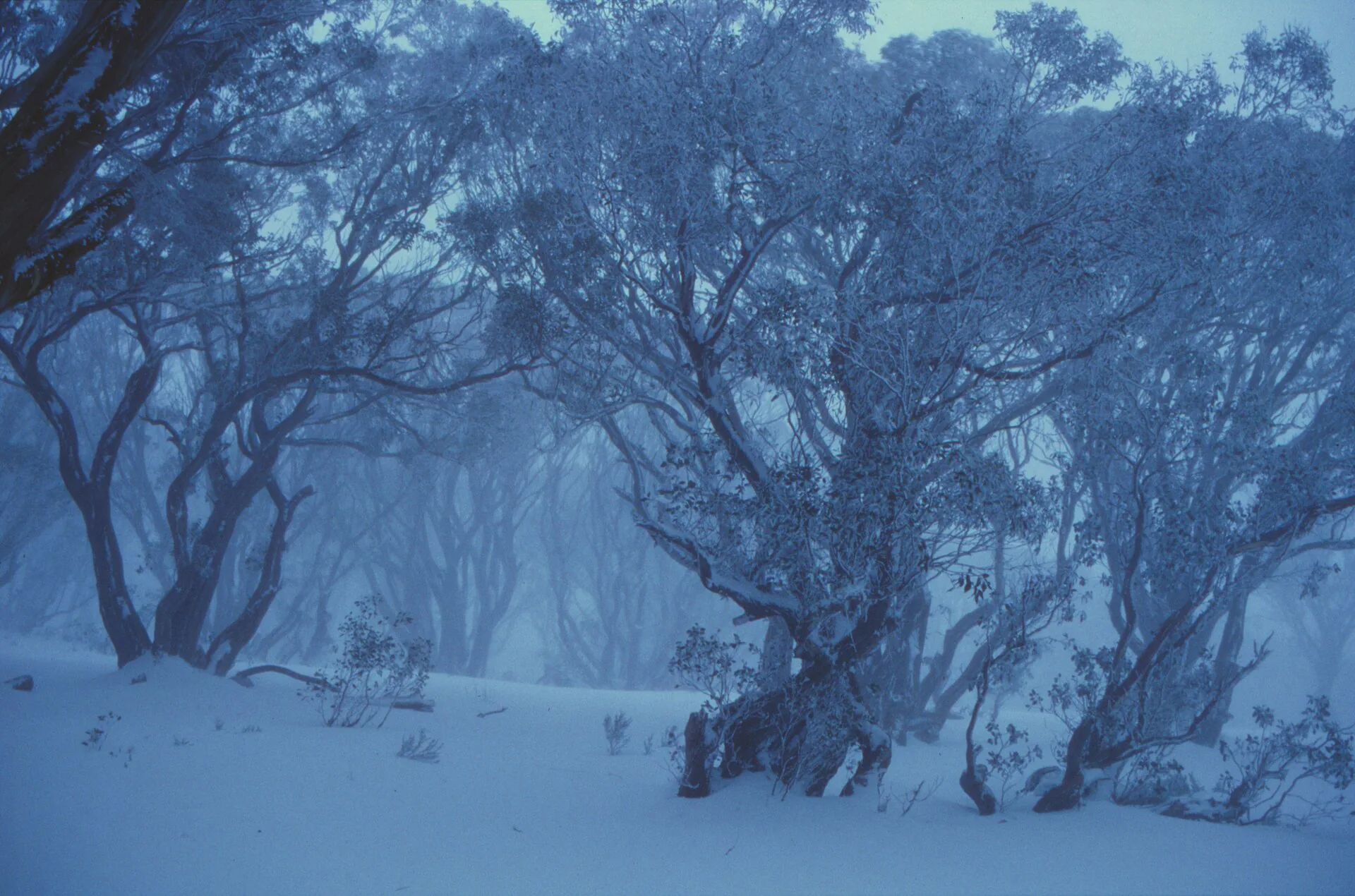 Snow-covered snow gums in fog near Edmonsons Hut on the Bogong High Plains in winter