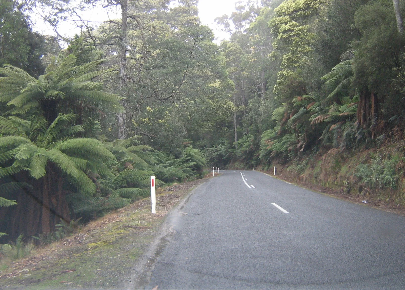 The Tasman Highway winding through tall forest and tree ferns on its inland section west of St Helens
