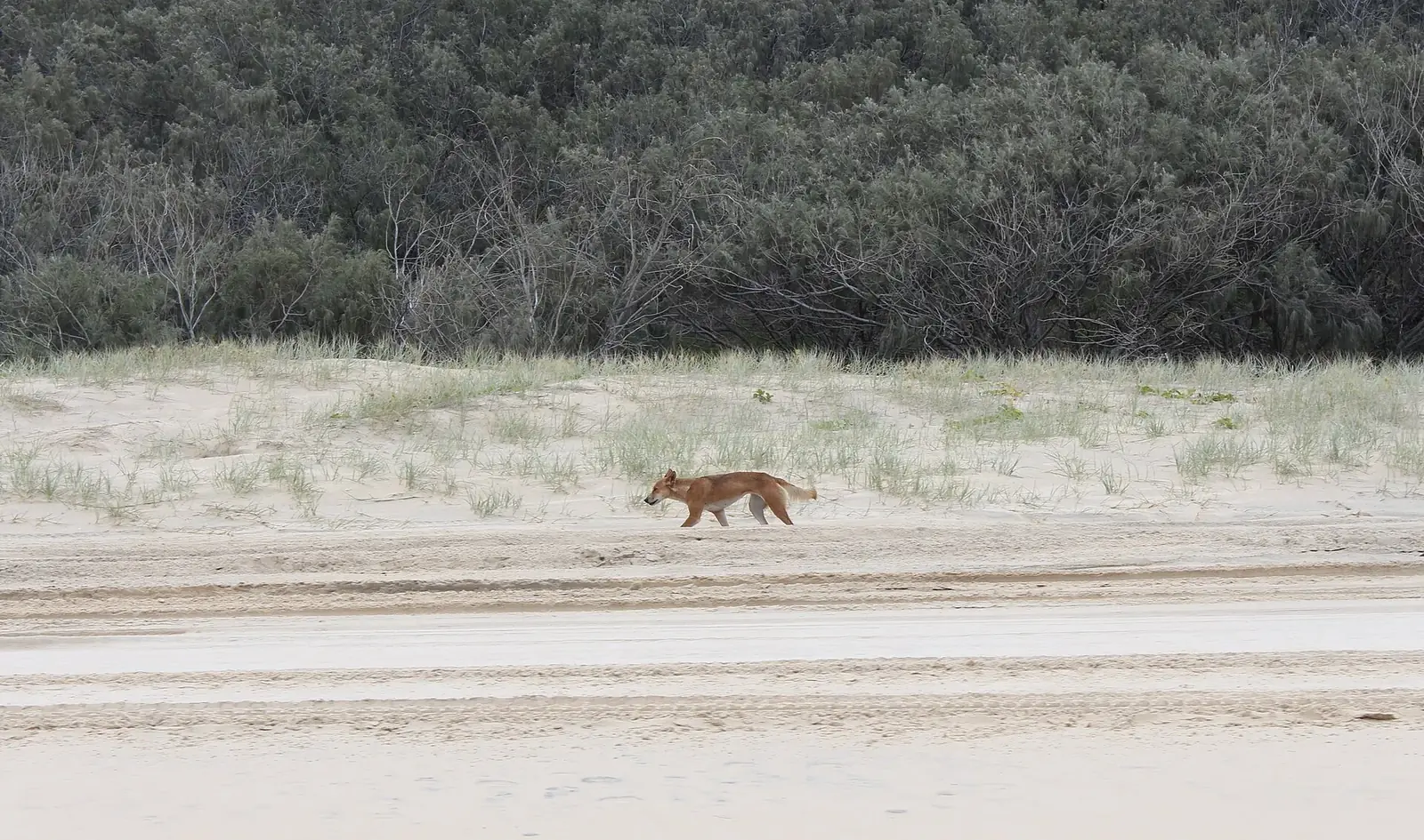Lone wongari, the K'gari dingo, trotting along the eastern beach in front of the foredune vegetation